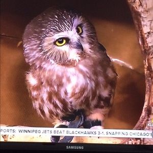 Meet your Posher, Irene