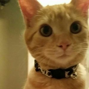 Meet your Posher, Jay