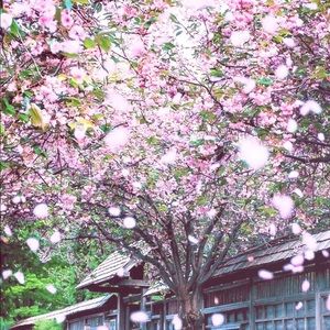 Meet your Posher, Devin