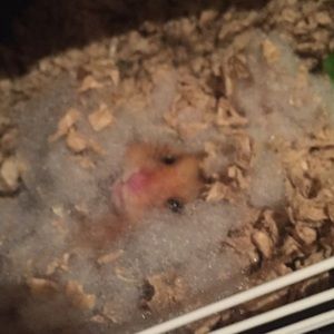 Meet your Posher, Emily