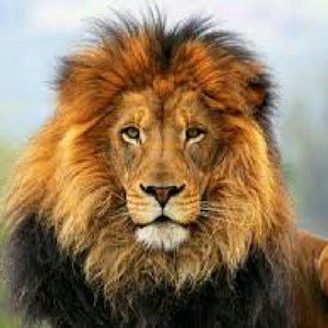 Meet your Posher, Alan