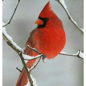 Meet your Posher, Nina