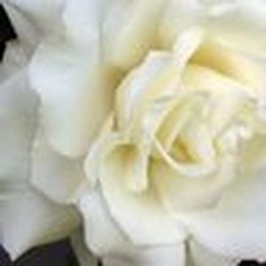 Meet your Posher, Charlotte