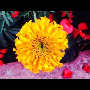 Meet your Posher, Atit