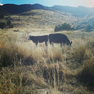 Meet your Posher, Aishah