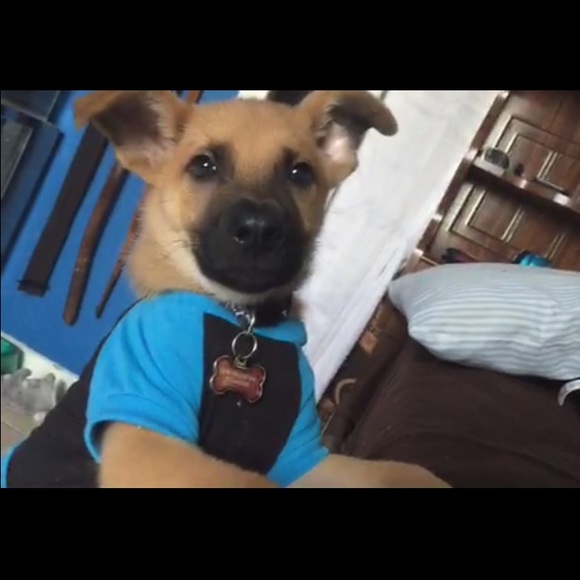 Meet your Posher, Chuchin - Picture 1 of 1