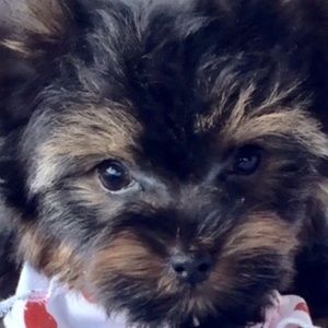 Meet your Posher, Joann