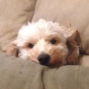 Meet your Posher, Francine