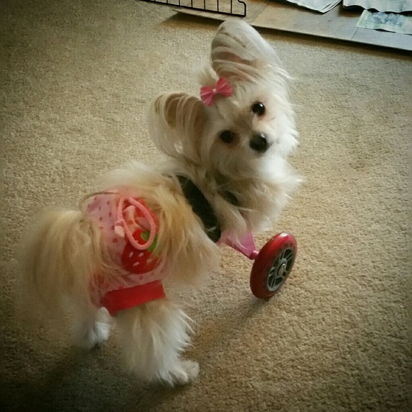 Meet your Posher, Alia - Picture 2 of 4