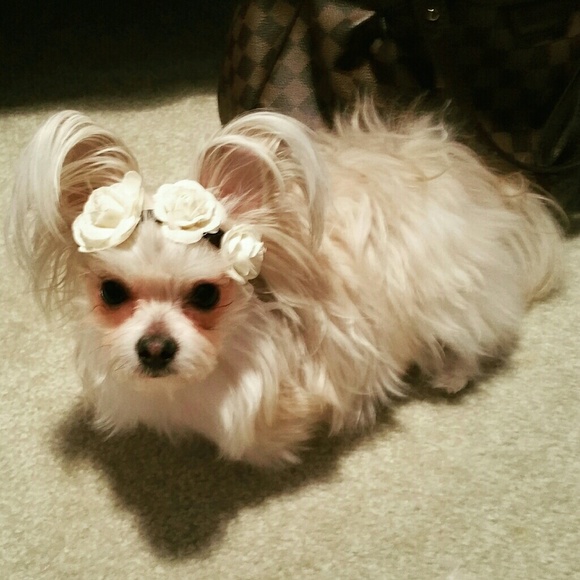 Meet your Posher, Alia - Picture 3 of 4