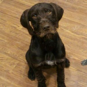 Meet your Posher, Teri