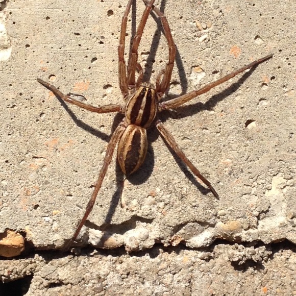 Meet your Posher, Lidel