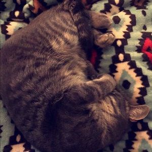 Meet your Posher, Bree