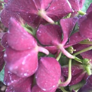 Meet your Posher, Alysa