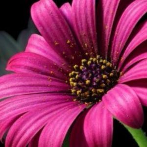 Meet your Posher, Dionne