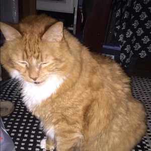 Meet your Posher, Lucy