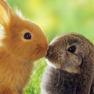 Meet your Posher, Susie