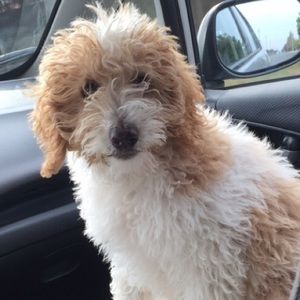 Meet your Posher, Olivia