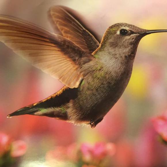 Meet your Posher, Rose mary