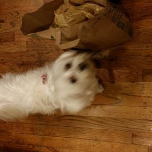 Meet your Posher, Dana