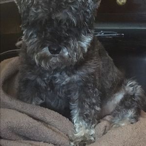 Meet your Posher, Sandy