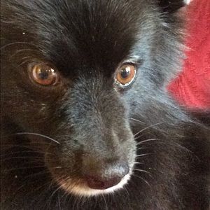 Meet your Posher, Aline