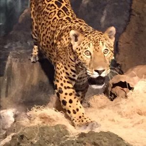 Meet your Posher, Nedra