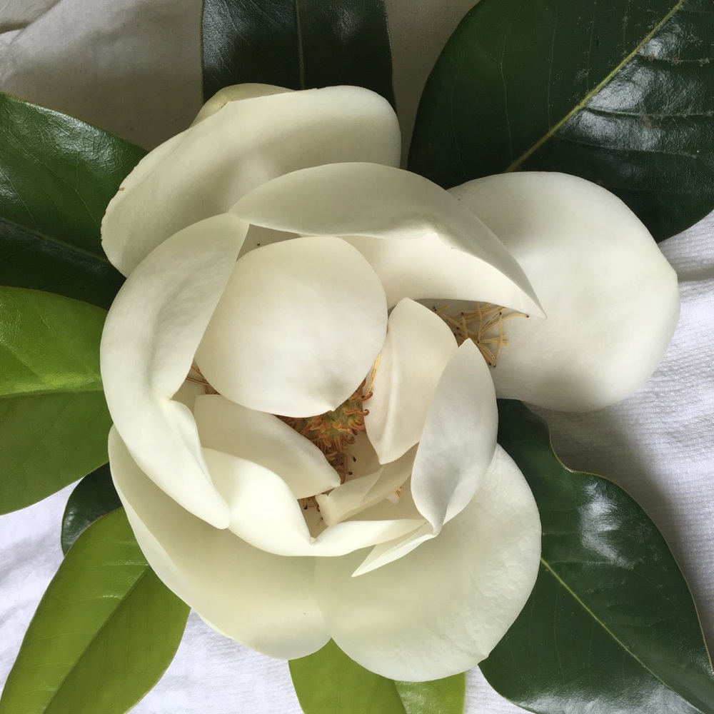 Meet your Posher, Nicky