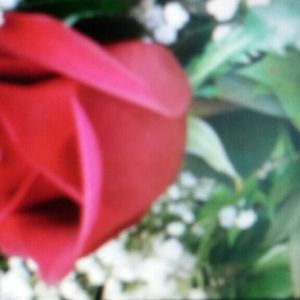 Meet your Posher, Amelia