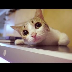 Meet your Posher, Ivory