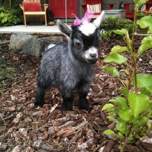 Meet your Posher, Natalie