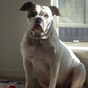 Meet your Posher, Ginger