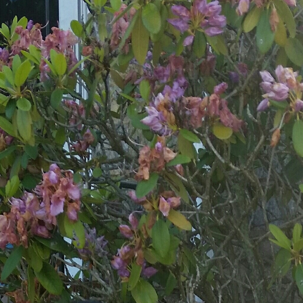 Meet your Posher, Ann