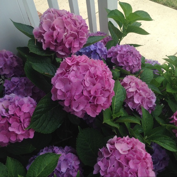 Meet your Posher, Liz - Picture 4 of 7