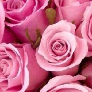 Meet your Posher, Lindsey