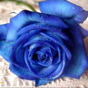 Meet your Posher, Jenny