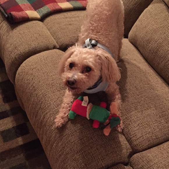 Meet your Posher, Celina