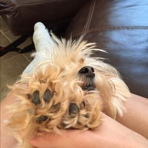 Meet your Posher, Maya