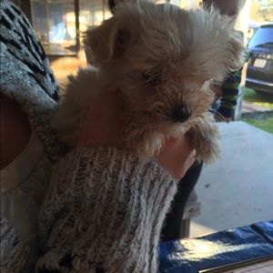 Meet your Posher, Carah