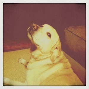 Meet your Posher, Annie