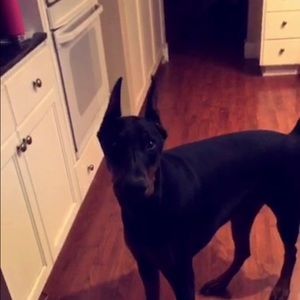 Meet your Posher, Anne