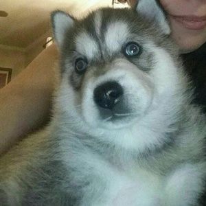 Meet your Posher, Lucy