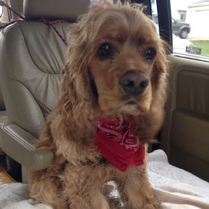 Meet your Posher, Andrea