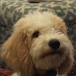 Meet your Posher, Rose