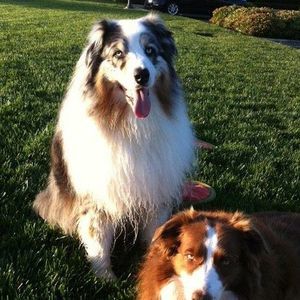 Meet your Posher, Ronnie