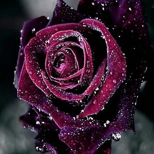 Meet your Posher, Cherrelle