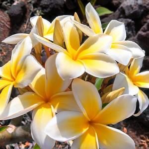 Meet your Posher, Vianna