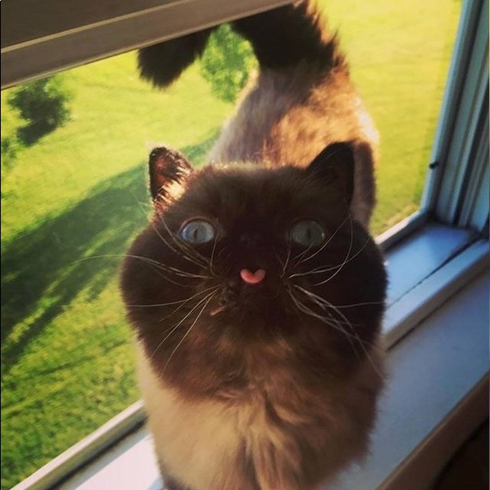 Meet your Posher, Meow