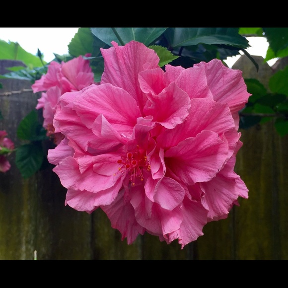 Meet your Posher, Kara