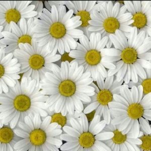 Meet your Posher, Cristal